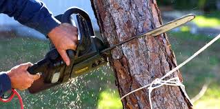 Best Tree Preservation Services  in Mukilteo, WA