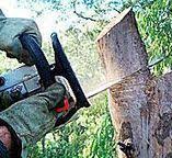 Best Root Management and Removal  in Mukilteo, WA