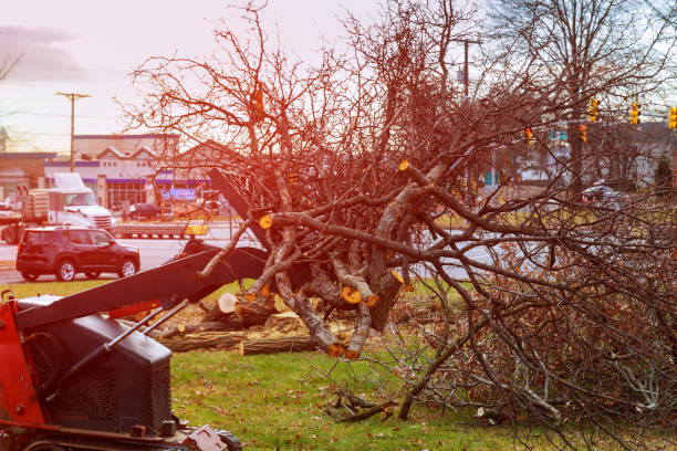 Reliable Mukilteo, WA Tree Care Solutions