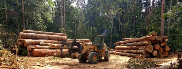 Best Arborist Consultation Services  in Mukilteo, WA