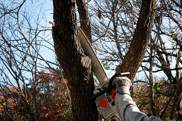 Best Emergency Tree Removal  in Mukilteo, WA