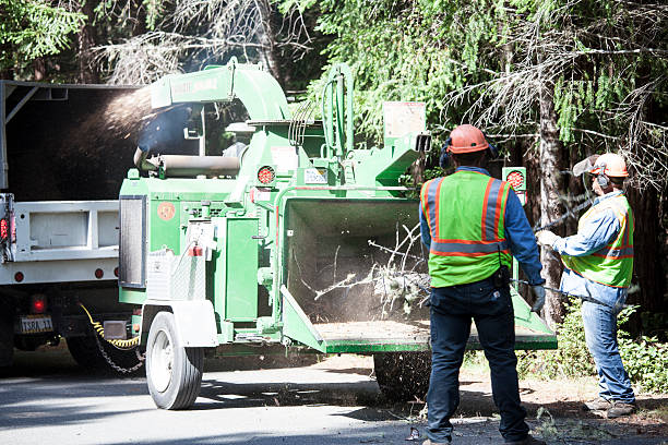 Best Fruit Tree Pruning  in Mukilteo, WA