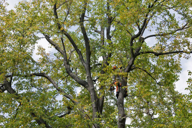 Best Tree Risk Assessment  in Mukilteo, WA