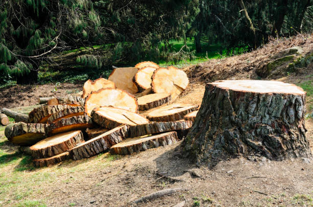 How Our Tree Care Process Works  in  Mukilteo, WA